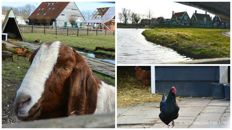 Zaanse Schans Animals