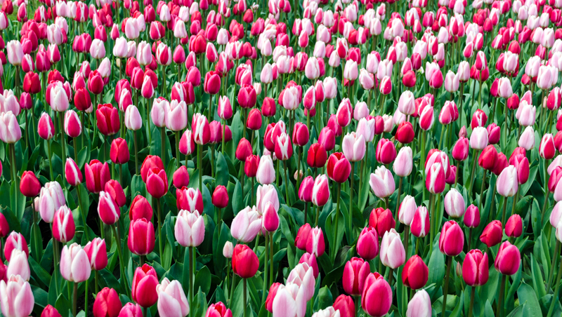 Mixed colors of tulips at Keukenhof