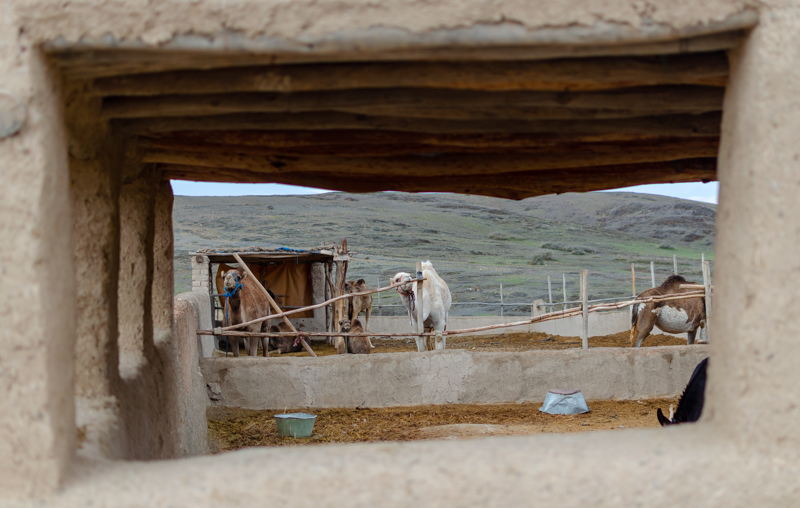 view of the camels