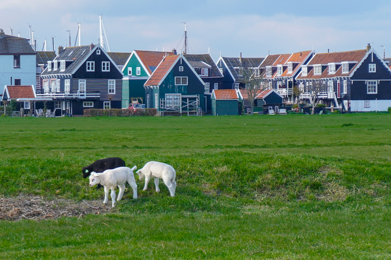 Marken, North Holland with sheep in the foreground and green houses with orange roofs in the background