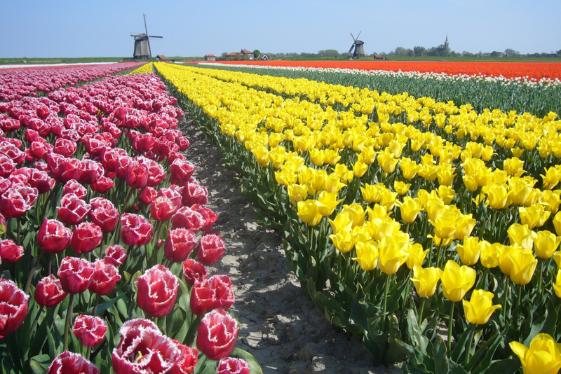 Mills with tulips in Alkmaar